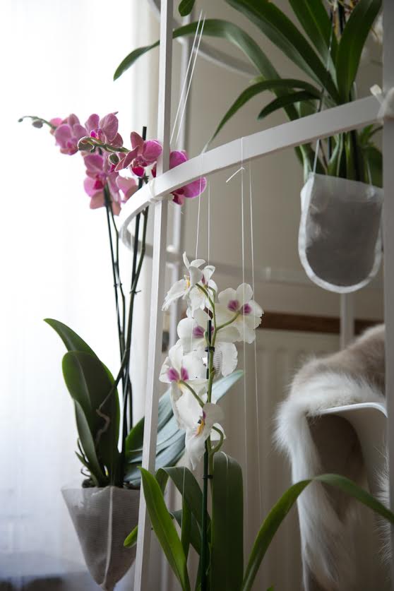 orchidées-stylisme
