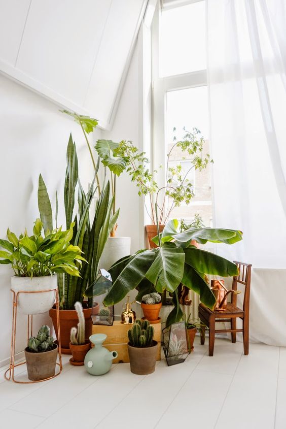 Décorer avec les plantes, des idées pour son intérieur